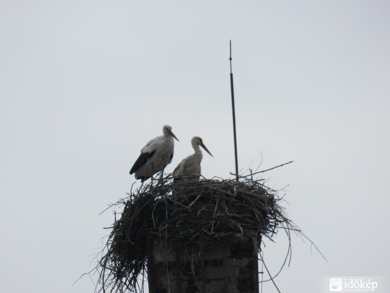 Egy ceglédi gólyapár a vasútállomás közelében.