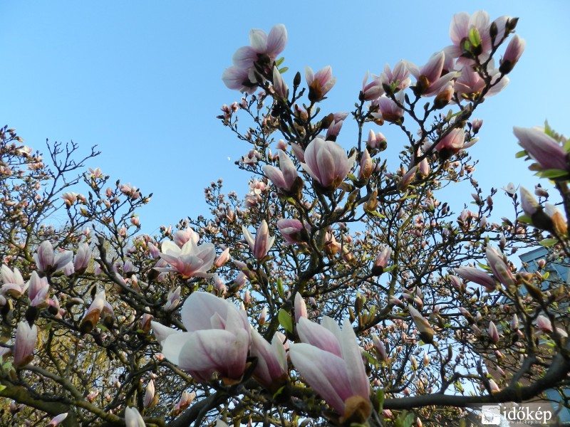 Tulipánfa virágzása 2013.április 21-én 