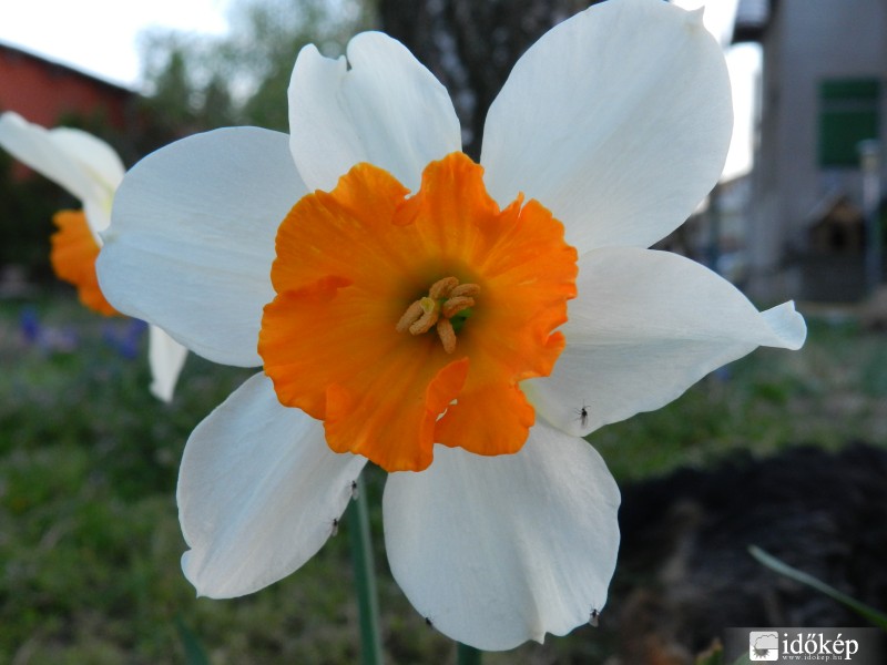 Nárcisz közelről.