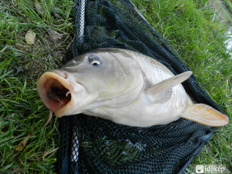3,5 Kg-os nyurga ponty szépen akadt.