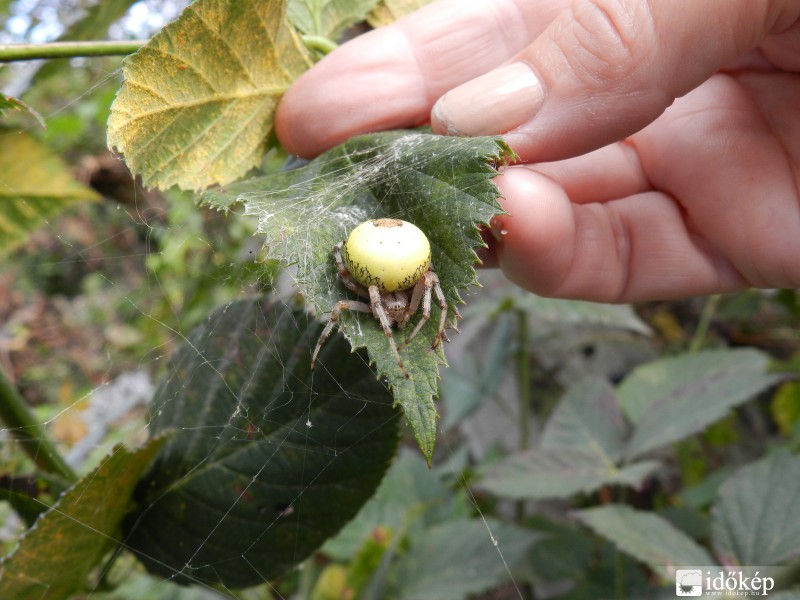 Keresztes fedezékben.