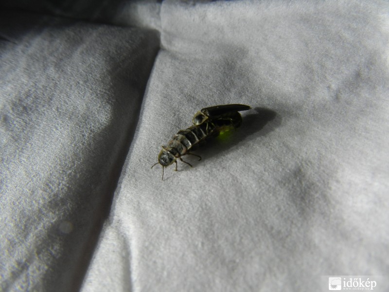 Szerelmeskedő szentjánosbogarak.