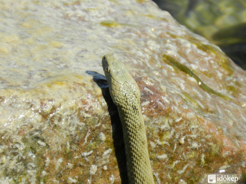 Balatoni vízisikló 2013_07_17