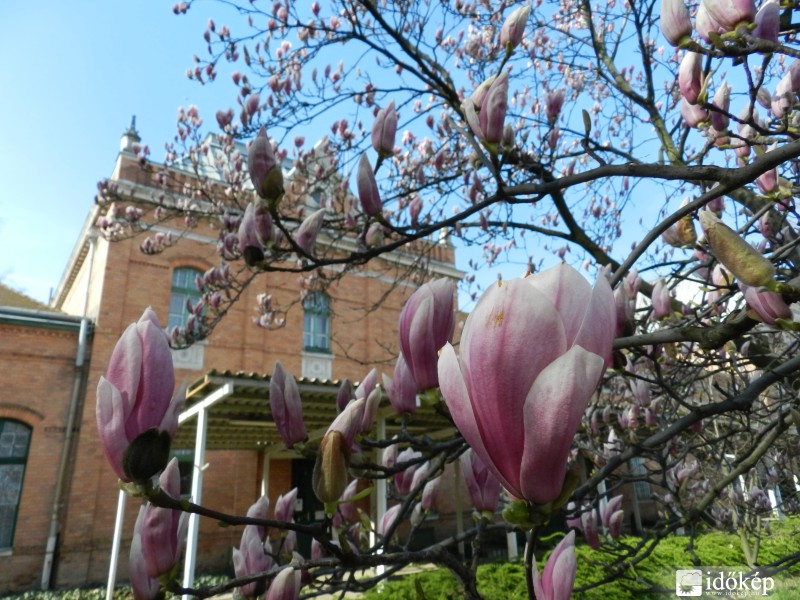 Tulipánfa bimbóban 2015