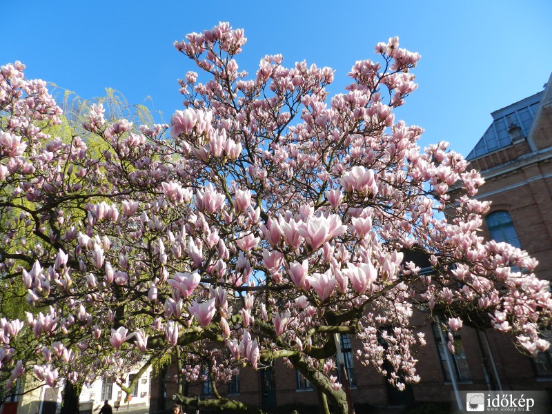 Virágözön Ceglédről.