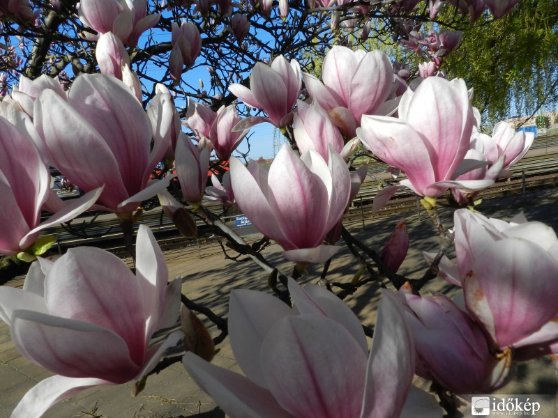 Magnólia Ceglédről