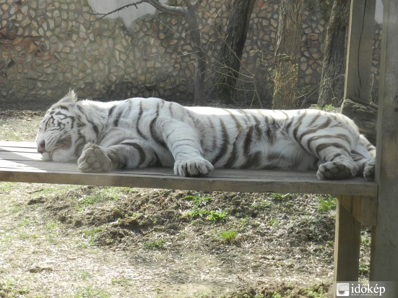 Fehér tigris