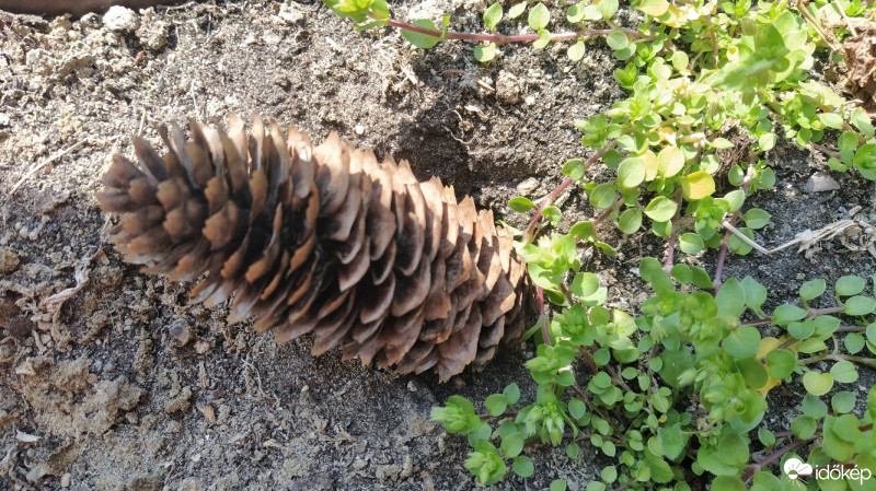 Budapest XX.ker - Pesterzsébet