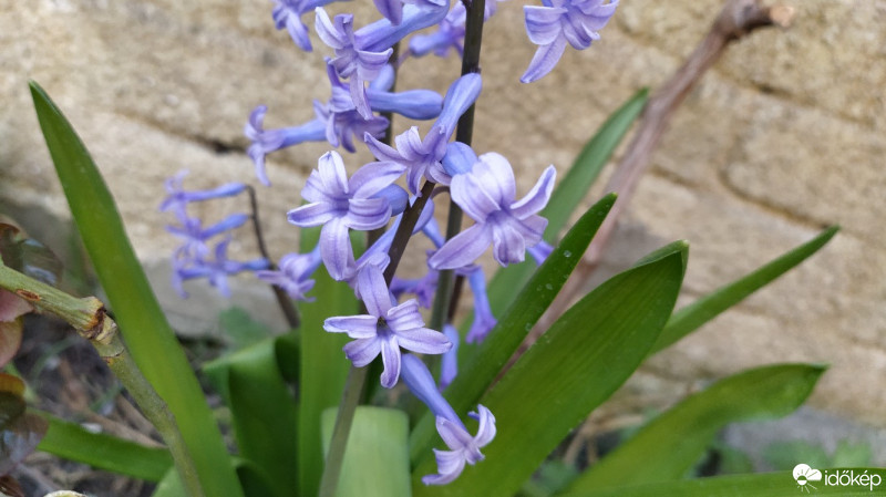 Budapest XX.ker - Pesterzsébet