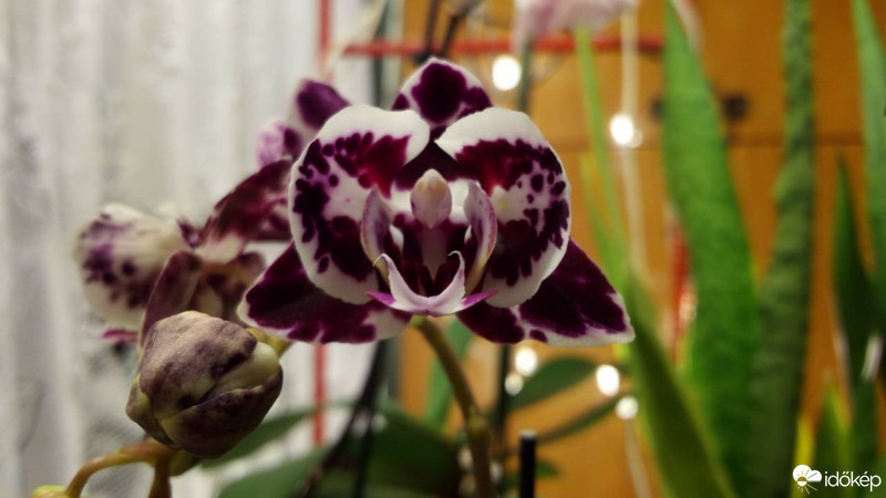 Budapest XX.ker - Pesterzsébet