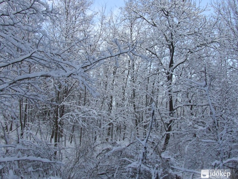 Winter in the wood