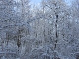 Winter in the wood