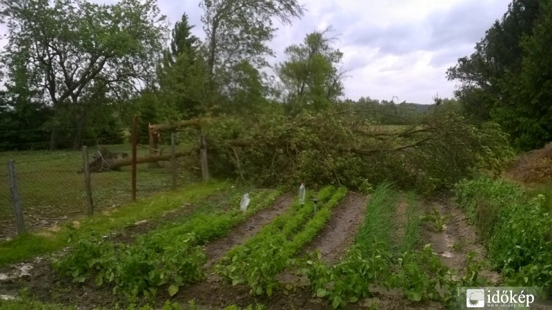 Két fával kevesebb van az udvarban...