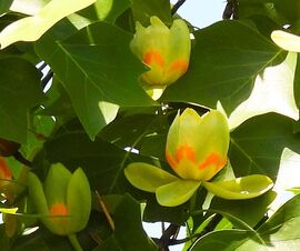 Készülődnek a tulipánfa virágai