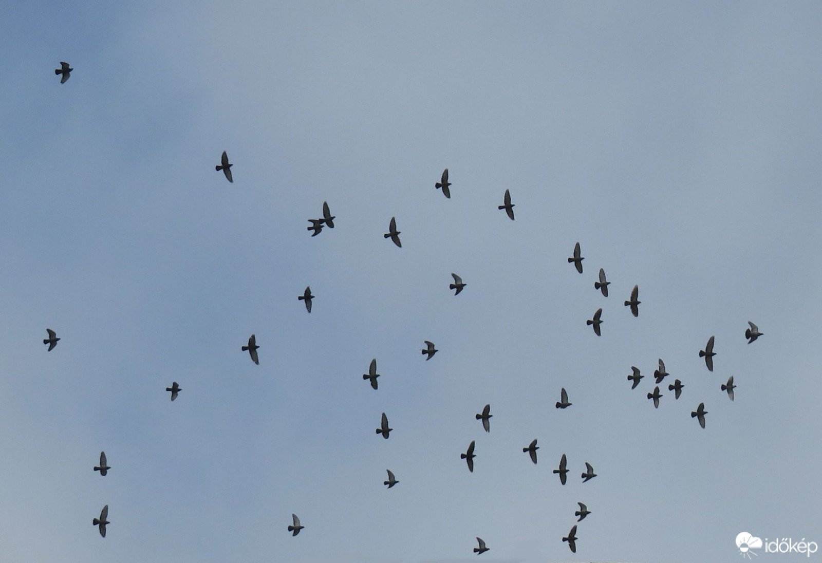 Csapatostul repülnek a galambok a szép időben