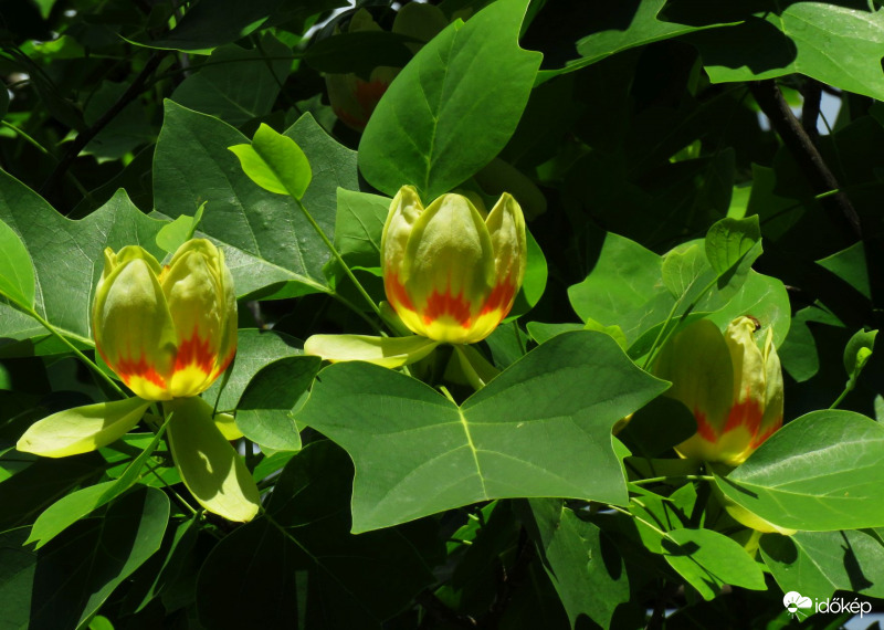 Tulipánfa virága