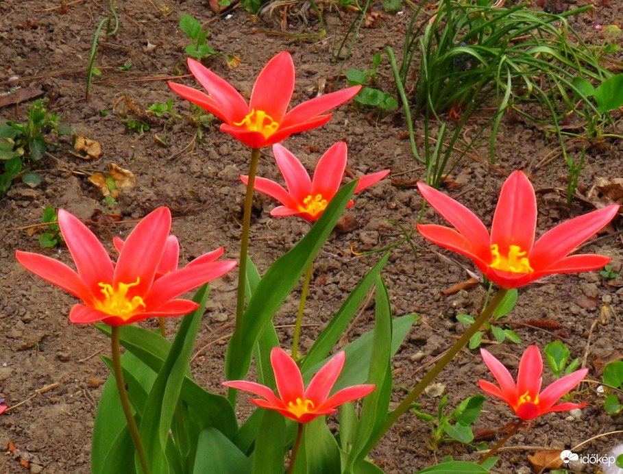 Korall színű tulipánok