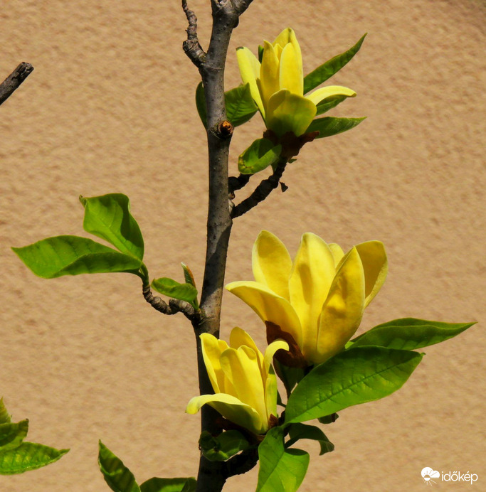 Sárga virágú liliomfa