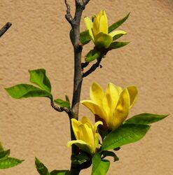 Sárga virágú liliomfa