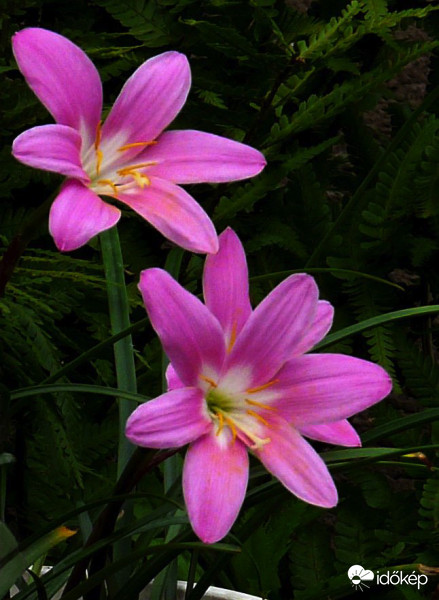 Rózsaszínben pompázó liliomok