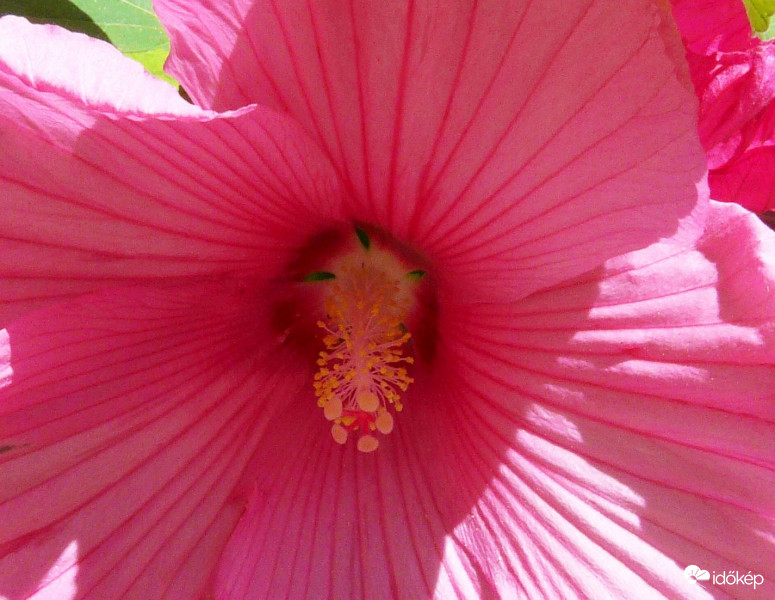 Mocsári hibiszkusz titka