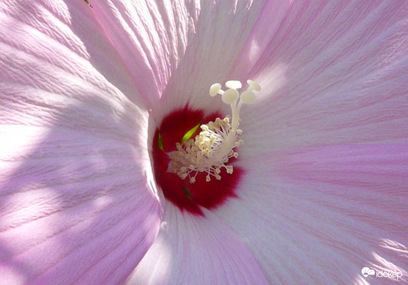 Hibiszkusz