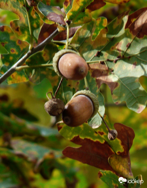 "Itt van az ősz, itt van újra"