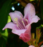 Tavaszt idéző ősz