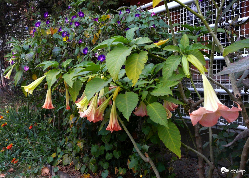 A rendíthetetlen trombitások