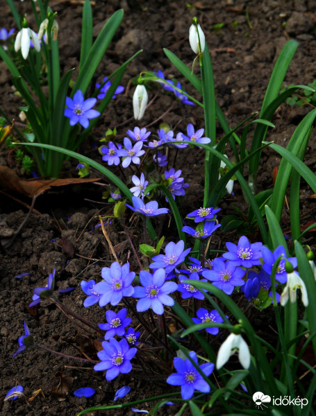 A hóvirág búcsúzik, a májvirág beköszön