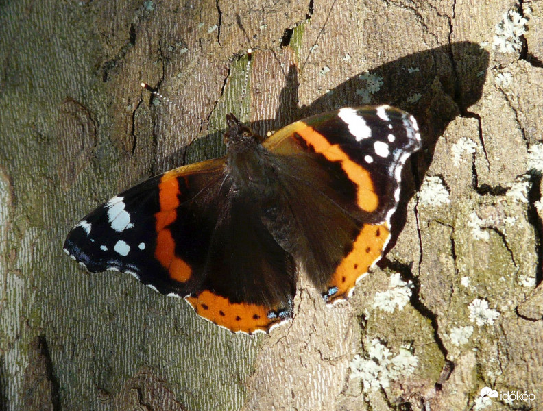 Pihenő Atalanta lepke