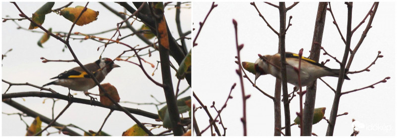 Tengelicék a kopár fákon