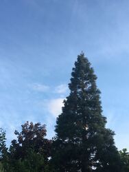 Budapest XVI.ker - Rákosszentmihály