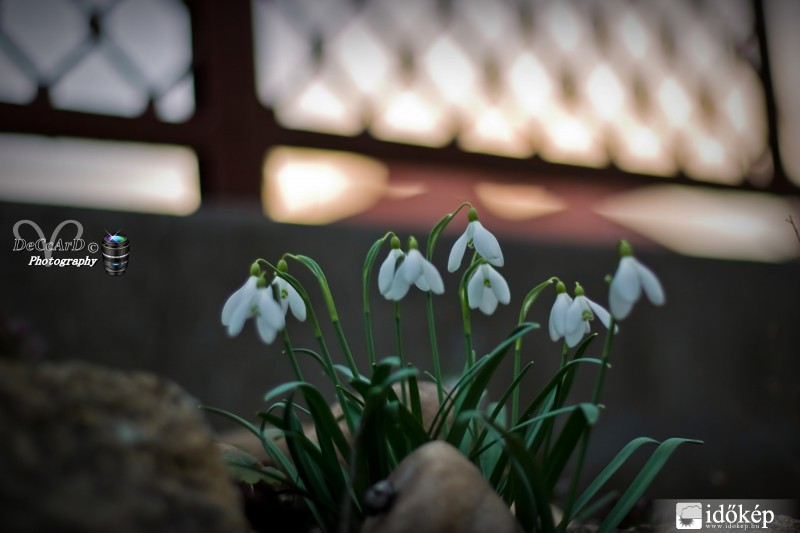 Boldog Nőnapot minden kedves hölgynek! :) 