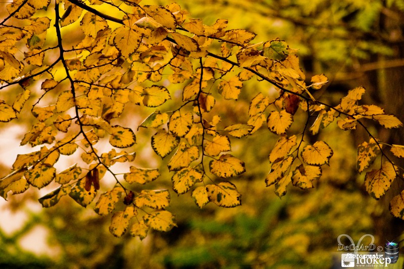 Sárga levelek...