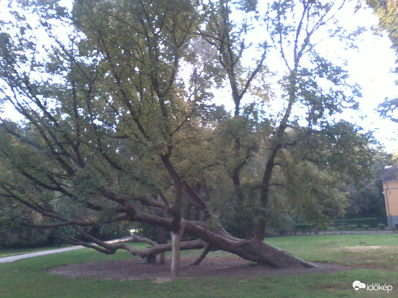 pihenő fa
