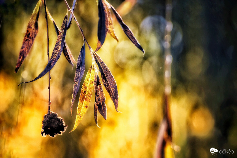 Aranyló ősz