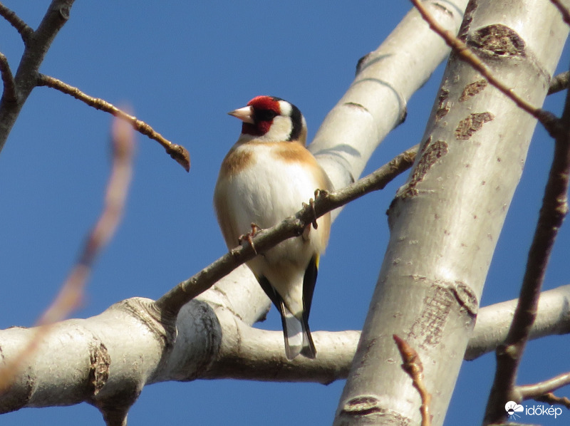 Gyula, Városerdő - Tengelic