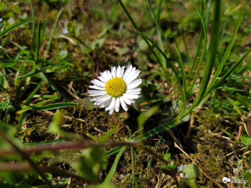otthon a kertben