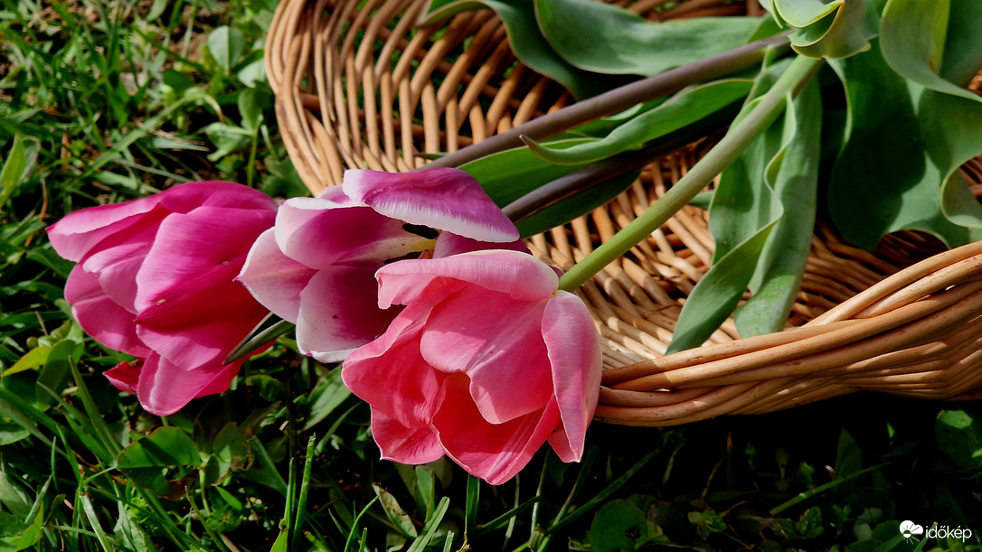 Egy csokor tulipán