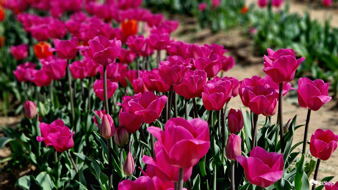 Tulipánmező