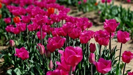 Tulipánmező