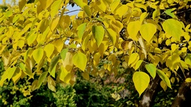 Ősz