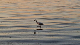 Balatonföldvár