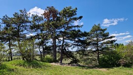 Pilisborosjenő