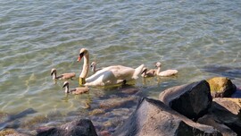 Balatonföldvár