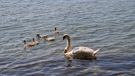 Balatonföldvár