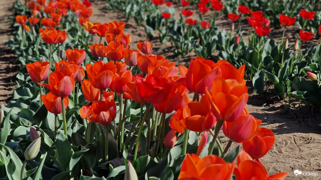 Tulipánszüret 2025