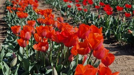 Tulipánszüret 2025