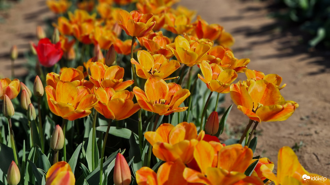 Tulipánszüret 2025